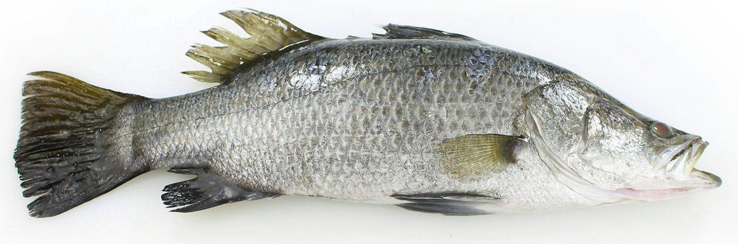 Salyah Australian Seabass