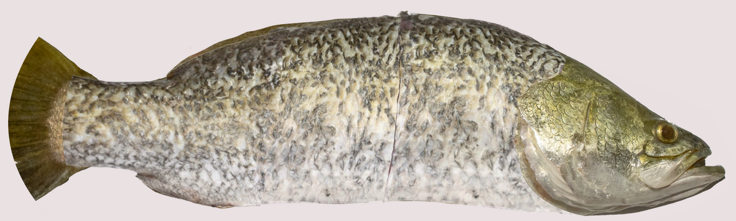 Salyah Australian Seabass