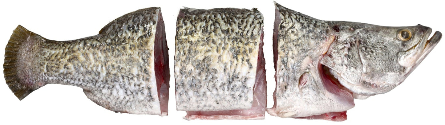 Salyah Australian Seabass
