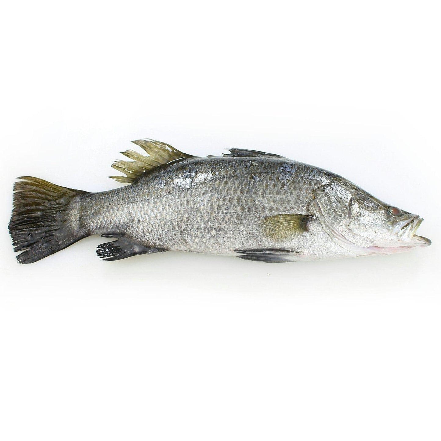 Salyah Australian Seabass (400-500 grams)