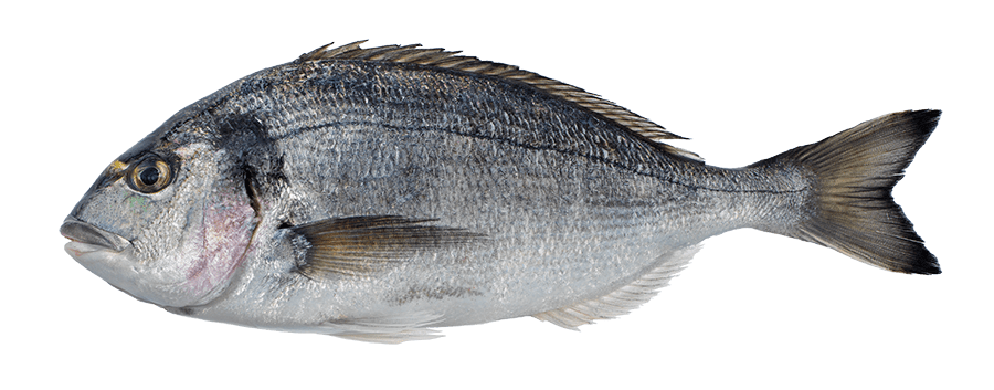 Salyah Sea Bream