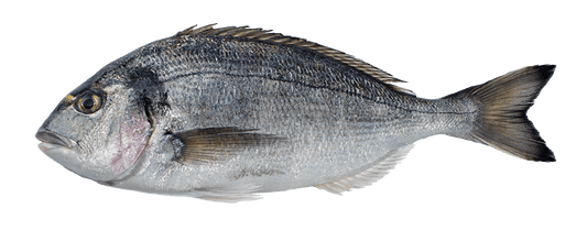 Salyah Sea Bream